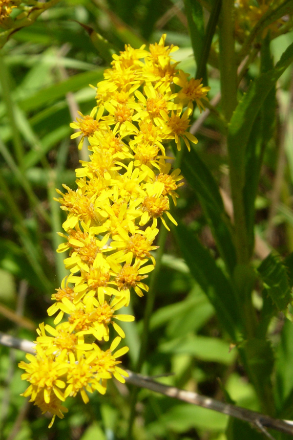 Solidago: virga-aurea o canadensis?